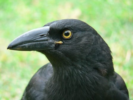 birds of australia 8 1540914 640x480