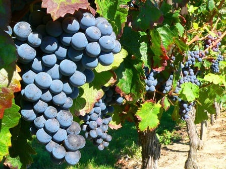 grape on the vine 1326015 640x480