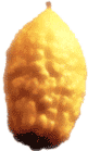 sukkot-etrog1