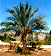 sukkot-lulavbaum