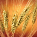 wheat