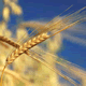 wheat