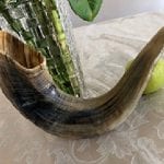 Woher lernen wir das Gebot den Schofar zu hören?
