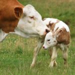 Lass die Mutter kommen und den Schmutz aufräumen, den das Kind hinterlassen hat“ (Parschat Para)